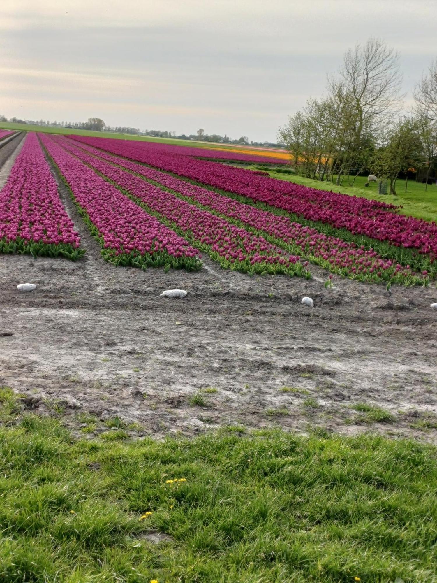 Kota Wadway Villa Spanbroek Kültér fotó